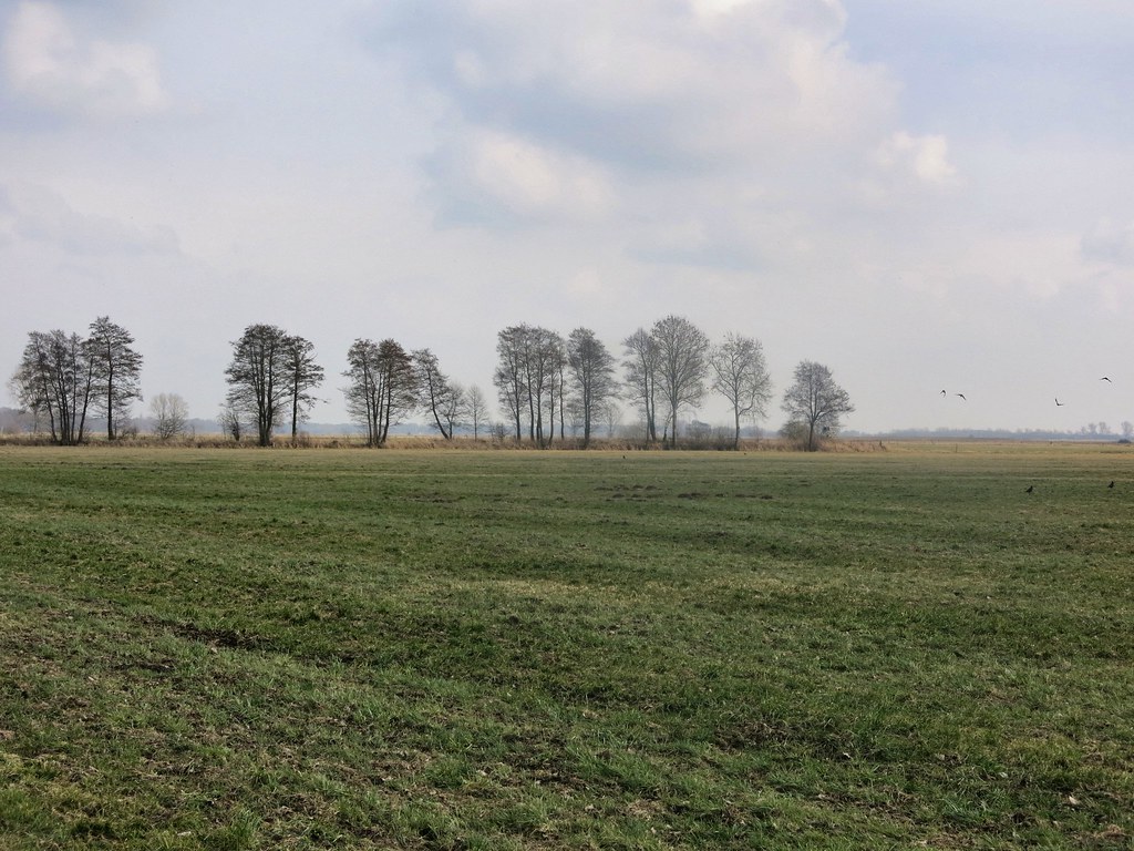 A large green field with trees in the background Description automatically generated